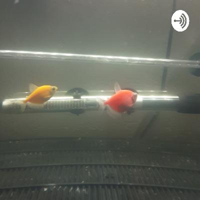 Cómo montar tu primer acuario y materiales