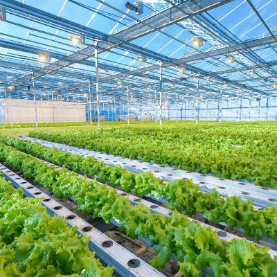 Việt Nam - Kỷ nguyên vươn mình - Sản xuất nông nghiệp xanh vì một tương lai vững bền Việt Nam - Kỷ nguyên vươn mình - Sản xuất nông nghiệp xanh vì một tương lai vững bền