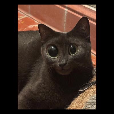 De veganos a cazadores (storytime)