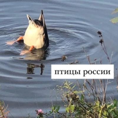 Выпуск 2 | Белый аист