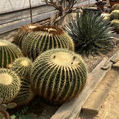 #32 砂漠の緑を日本で感じる。サボテンと暮らす町(サボテン後編)【草とか石とかのラジオ】 #32 砂漠の緑を日本で感じる。サボテンと暮らす町(サボテン後編)【草とか石とかのラジオ】