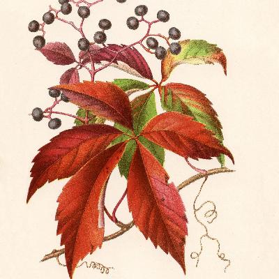 Show 274: Virginia Creeper and Kudzu