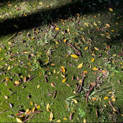 EP222 學學土壤事 / 風物季語—客家菜的海味 EP222 學學土壤事 / 風物季語—客家菜的海味