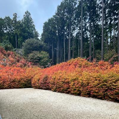#35 紅葉見るなら呑山観音寺