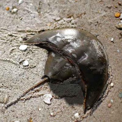 Vaderlimulus, the Horseshoe Crab of Darth Vader Vaderlimulus, the Horseshoe Crab of Darth Vader