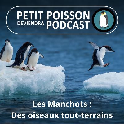 S05E13 Les Manchots : Glace, eau, sel... des oiseaux tout-terrains ! (Mathilde Chevallay)