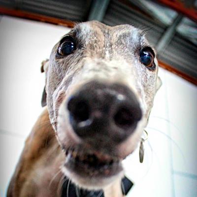 Vaccines - What You Need To Know To Protect Your Pet