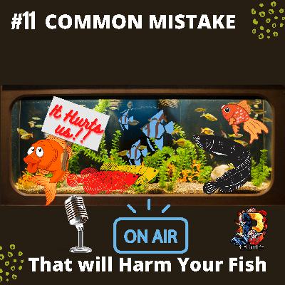 11 common mistake That Will Harm Your Fish 11 common mistake That Will Harm Your Fish