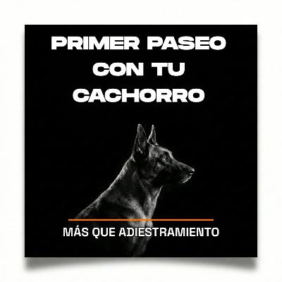 4.12 Primeros paseos con tu cachorro: deja de obsesionarte con la correa