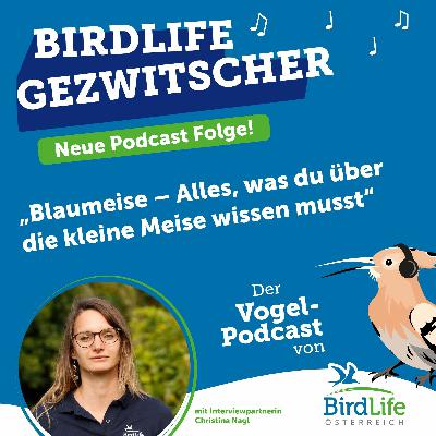 67. Blaumeise – Alles, was du über die kleine Meise wissen musst