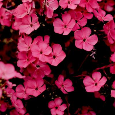 Maamanan 😊 from my point of view...