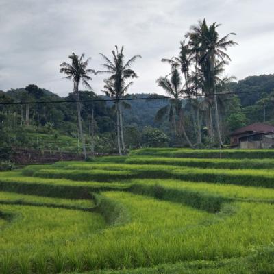 Energi Manusia