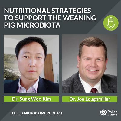 #SHORTS: Nutritional strategies to support the weaning pig microbiota