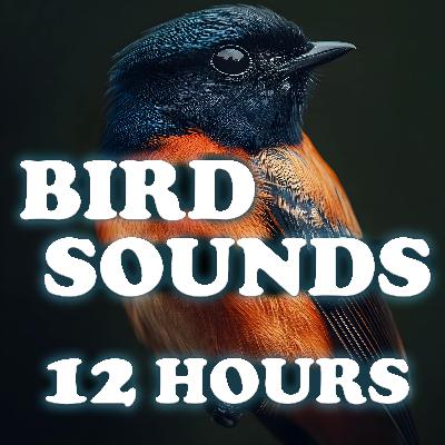 Bird Notes and Ambient Sounds - 12 Hours of Calm Audio