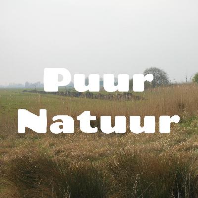 Otter in het Leekstermeergebied