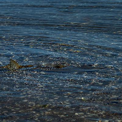 ”The monster in the moat” ”The monster in the moat”