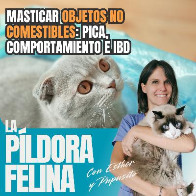 519. Masticar OBJETOS NO COMESTIBLES: pica, comportamiento e IBD