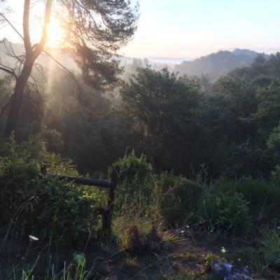 Forest Visualization