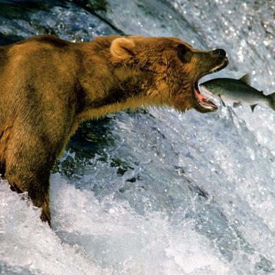 IMAGES OF NATURE with TOM MANGELSEN IMAGES OF NATURE with TOM MANGELSEN