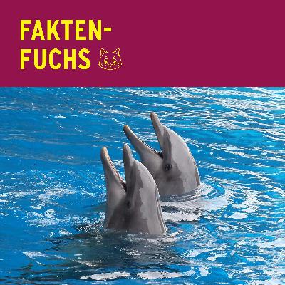 Faktenfuchs: Delfine