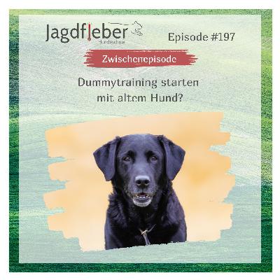 P197: Dummytraining starten mit altem Hund?