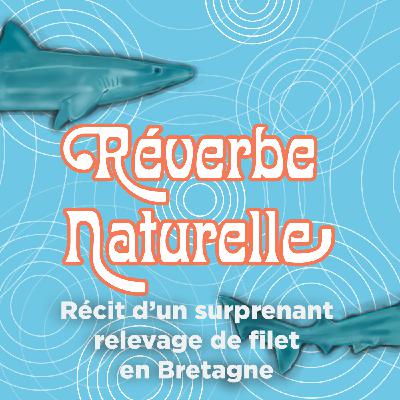 Récit d'un surprenant relevage de filet en Bretagne : la libération des requins hâ