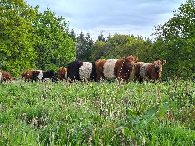 Sortie d'hiver, arrivée des vaches, artisans, assos naturalistes