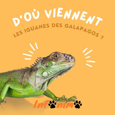 D'où viennent les Iguanes des Galapagos ? By Infonimo