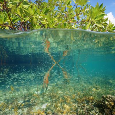 ecosystems and how they work