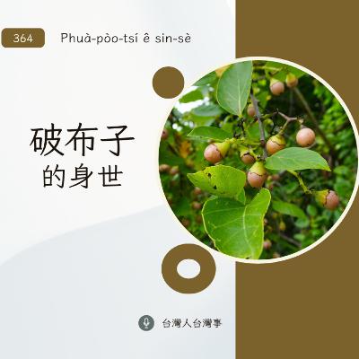 364 破布子的身世 364 破布子的身世