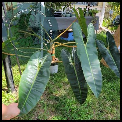 EP99-Plant Origin Stories