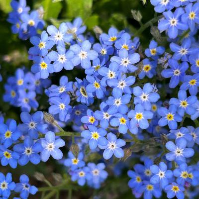 公園の朝散歩より684鳥のこえ春 公園の朝散歩より684鳥のこえ春