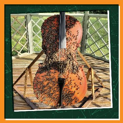 A Cello Full of Bees