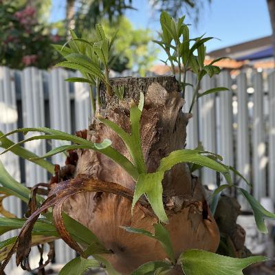 LA CURIOSIDAD MATÓ AL GATO (E1997). LA CURIOSIDAD MATÓ AL GATO (E1997).