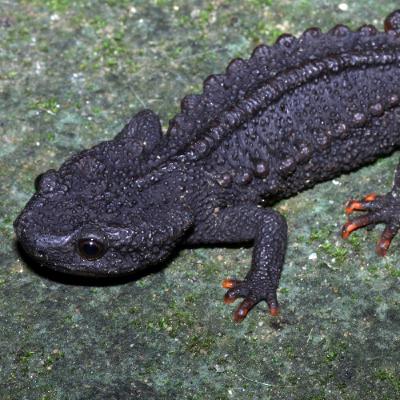 What's right: flaura and fauna discoveries 2024