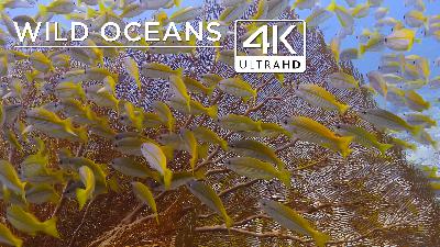 Sea fans, barracuda & a giant clam in 4K Sea fans, barracuda & a giant clam in 4K