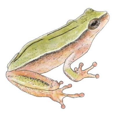 Museomics reduces taxonomic inflation in the Dendropsophus araguaya complex (Hylinae: Dendropsophini) from the Cerrado