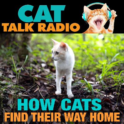 How Cats Find Their Way Home — The Science Behind the Homing Instinct How Cats Find Their Way Home — The Science Behind the Homing Instinct