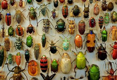 Særudgave med Nina Tofte Hansen