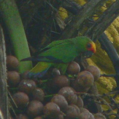 192 Serra da Canasta NP - Search for Golden-capped Parakeet 192 Serra da Canasta NP - Search for Golden-capped Parakeet