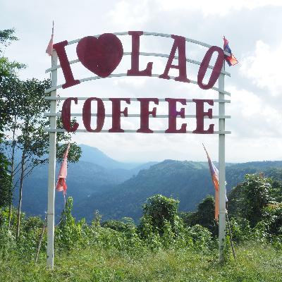 91. 北部と南部で異なるラオスのコーヒー事情