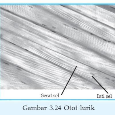 Jaringan Hewan 03 Eps. Otot (tanpa musik latar) Jaringan Hewan 03 Eps. Otot (tanpa musik latar)