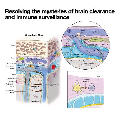 342-脑液动力学与废物清除新进展