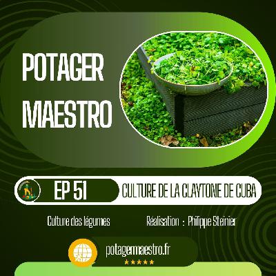 Réussir la culture de la claytone de Cuba (pourpier d'hiver) dans votre potager