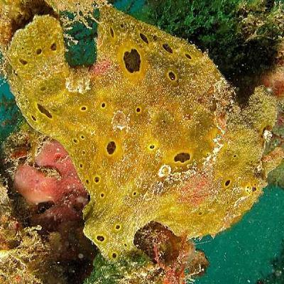 Facts: The Spotfin Frogfish Facts: The Spotfin Frogfish