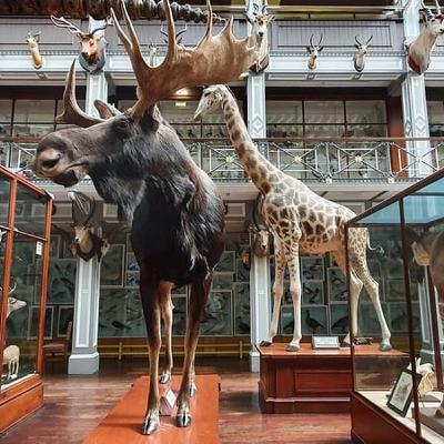 Dead Zoo