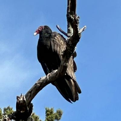 The Preacher, an independent Chuck Story