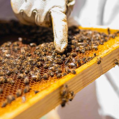 Global 5 - Apicultura en Salamanca (II): La trashumancia de colmenas - 28/05/25