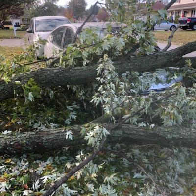 Favorite Fostering Experiences Favorite Fostering Experiences