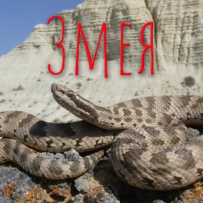 Змея